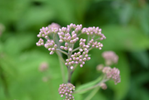 Buds-of-Gravel-Root-plant