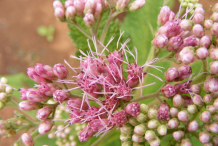 Closer-view-of-Gravel-Root-flower