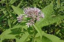 Flowers-of-Gravel-Root-plant