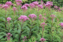 Gravel-Root-Bushes