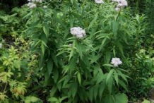 Gravel-Root-plant