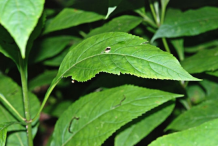 Leaves-of-Gravel-Root-plant