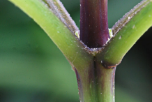 Stem-showing-Leaf-Bases