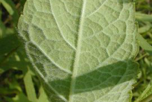 Underside-view-of-Gravel-Root-leaf