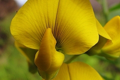 Closer-view-of-flower of Gray Rattlebox