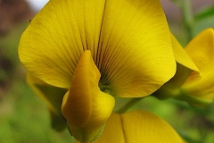 Closer-view-of-flower of Gray Rattlebox