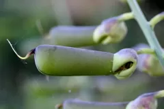 Closer-view-of-immature-fruits of Gray Rattlebox