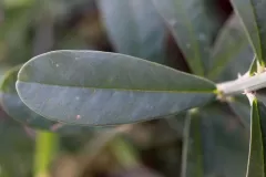 Closer-view-of-leaves of Gray Rattlebox