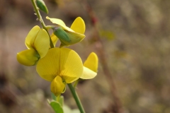 Flower of Gray Rattlebox