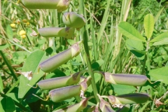 Immature-fruits of Gray Rattlebox