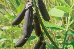 Mature fruits of Gray Rattlebox