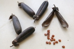 Seeds and seedpods of Gray Rattlebox