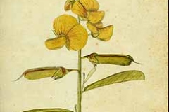 Plant-Illustration-of-Gray-Rattlebox