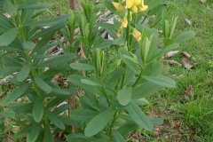 Gray Rattlebox plant