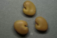 Seeds of Gray Rattlebox