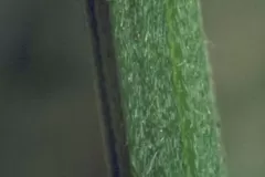 Stem of Gray Rattlebox