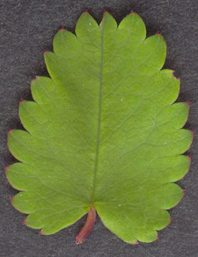 Great-Burnet-leaf