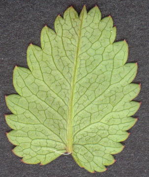 Underside-view-of-Great-Burnet-leaf