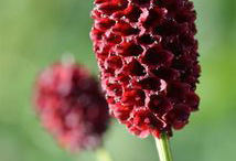 Flower-of-Great-Burnet