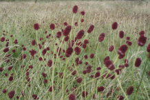 Great-Burnet-bushes