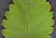Great-Burnet-leaf