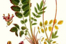 Great-Burnet-plant-Illustration