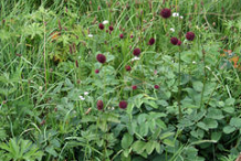 Great-Burnet-plant