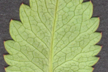 Underside-view-of-Great-Burnet-leaf