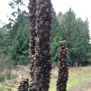 mullein dried great stalk benefits health