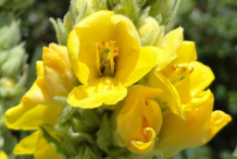 Closer-view-flower-of-Great-mullein