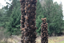 Dried-mullein-stalk
