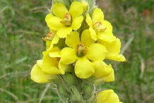 Flower-of-Great-mullein