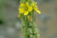 Flowering-buds-of-Great-mullein