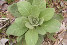 Great-mullein-Plant-in-first-year