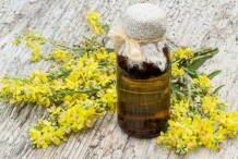 Great-mullein-essential-oil