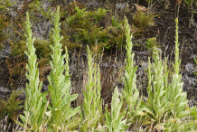 Great-mullein-plant-growing-wild