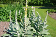Great-mullein-plant