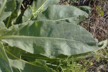 Leaves-of-Great-mullein