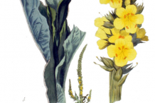 Plant-Illustration-of-Great-mullein