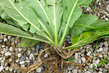 Roots-of-Great-Mullein