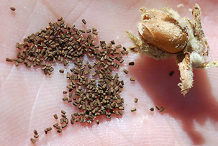 Seed-capsules-and-seeds-of-Great-mullein