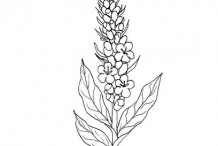 Sketch-of-Great-mullein