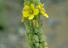 Flowering-buds-of-Great-mullein