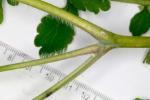 Branch-of-Greater-Celandine-plant