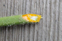 Bright-orange-sap-from-cut-stem-of-Greater-Celandine-plant