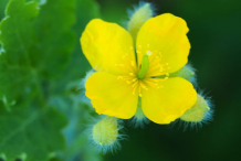 Flower-of-Greater-Celandine-Plant