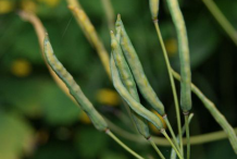 Fruit-of-Greater-Celandine-plant