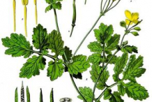 Greater-Celandine-Plant-Illustration