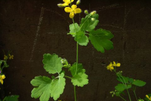 Greater-Celandine-Plant