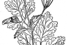 Greater-Celandine-plant-Sketch